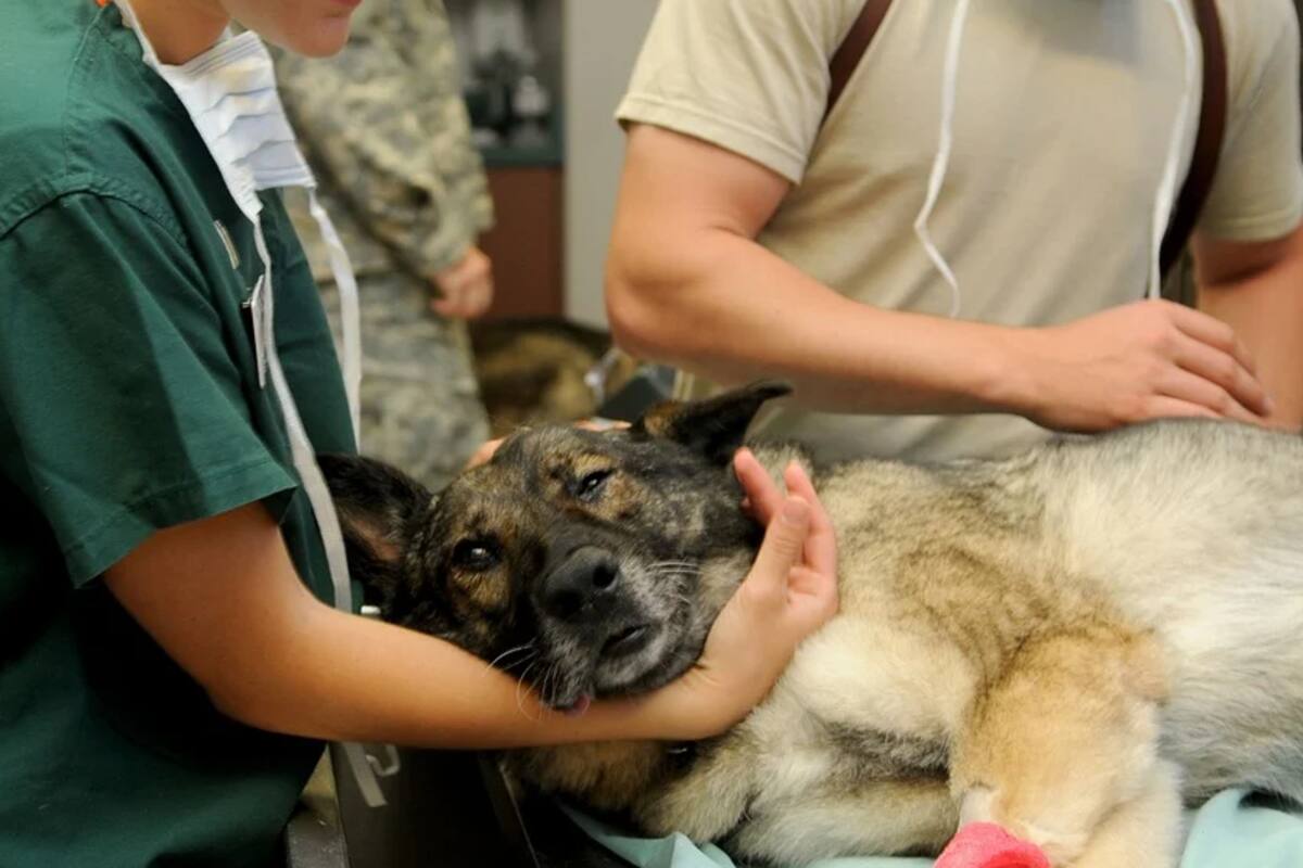Emiten recomendaciones para detectar contagios de coronavirus en animales