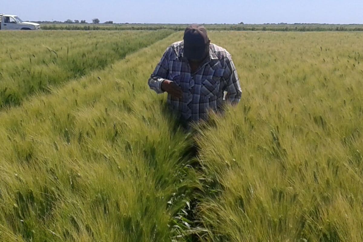 Plagas cambian su comportamiento en el Valle del Yaqui y aparecen en cultivos donde no eran comunes