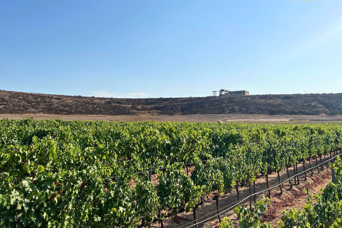 Buscan reactivar visitas al Valle de Guadalupe con 18 eventos