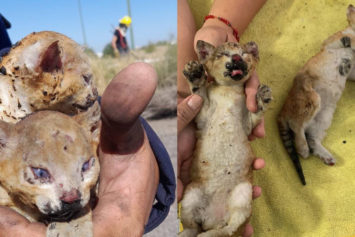 Rescatan a dos felinos salvajes de un incendio al sur de Hermosillo
