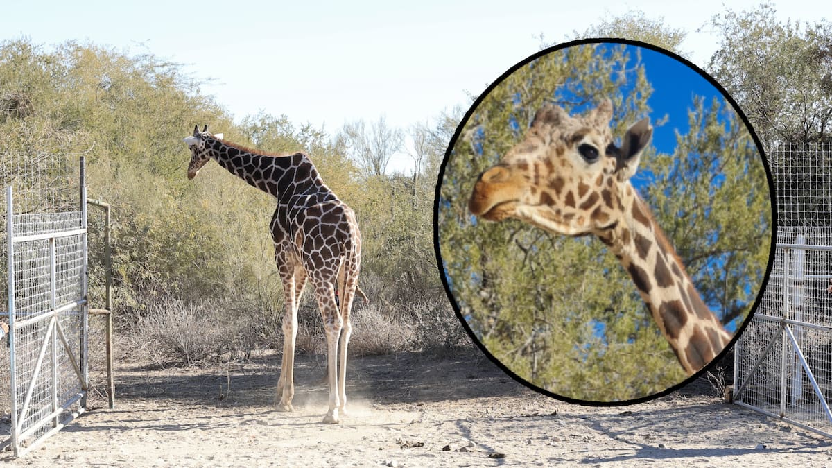 Muere Pancho, querida jirafa del Centro Ecológico de Hermosillo. Foto: Especial (Archivo Digital)