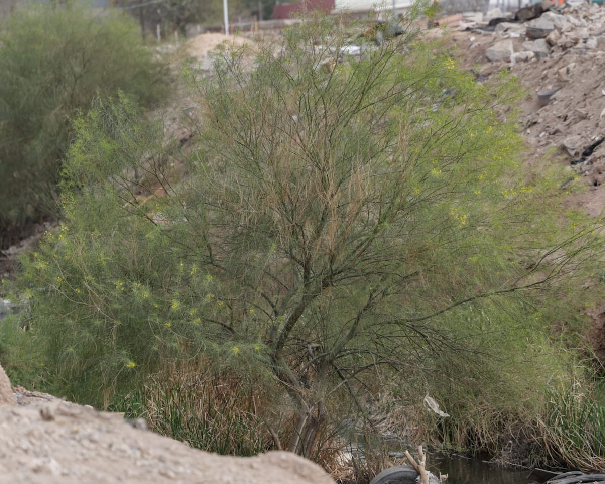 foto: Javier Gallegos