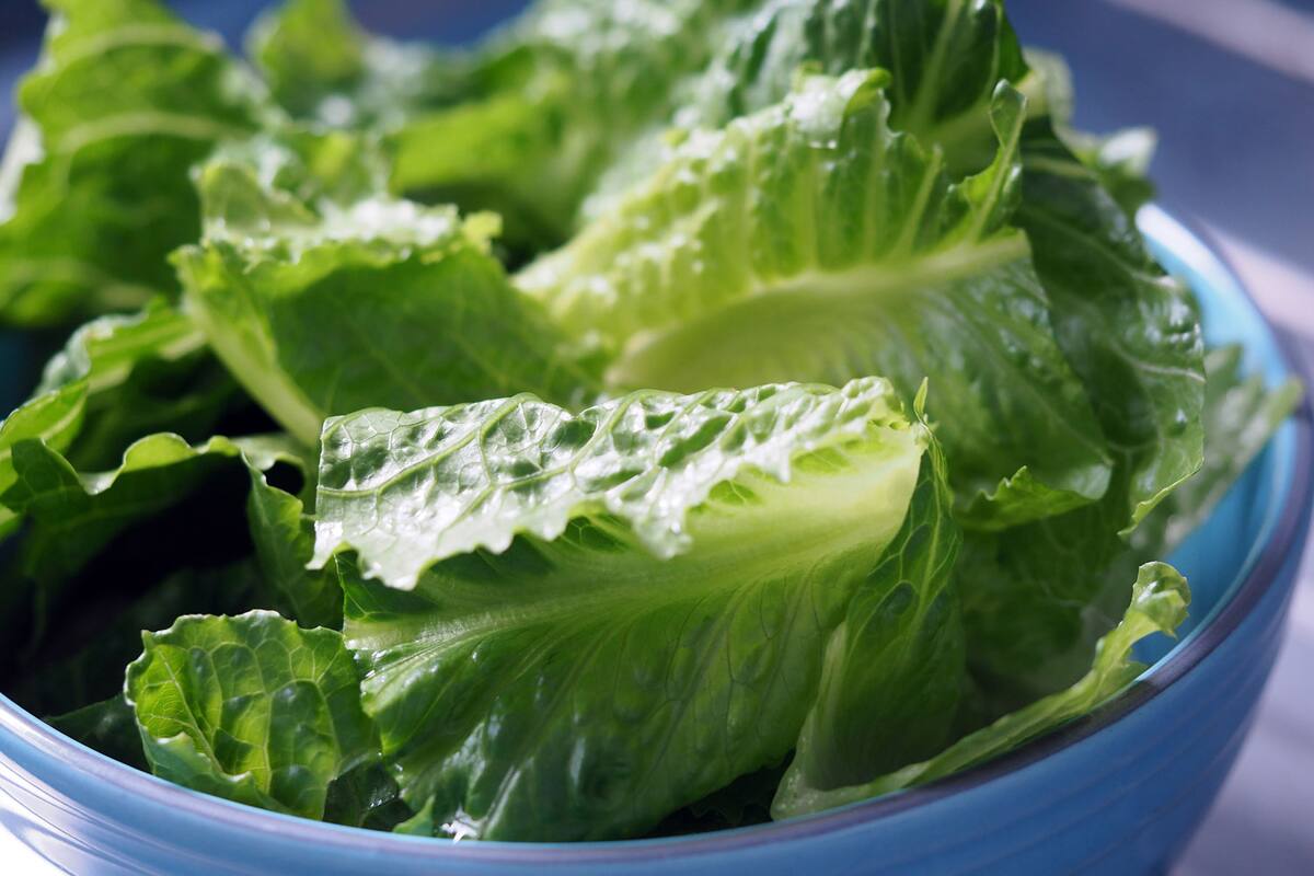 Ligan brote de E. coli en 19 estados de EU con lechuga romana de California