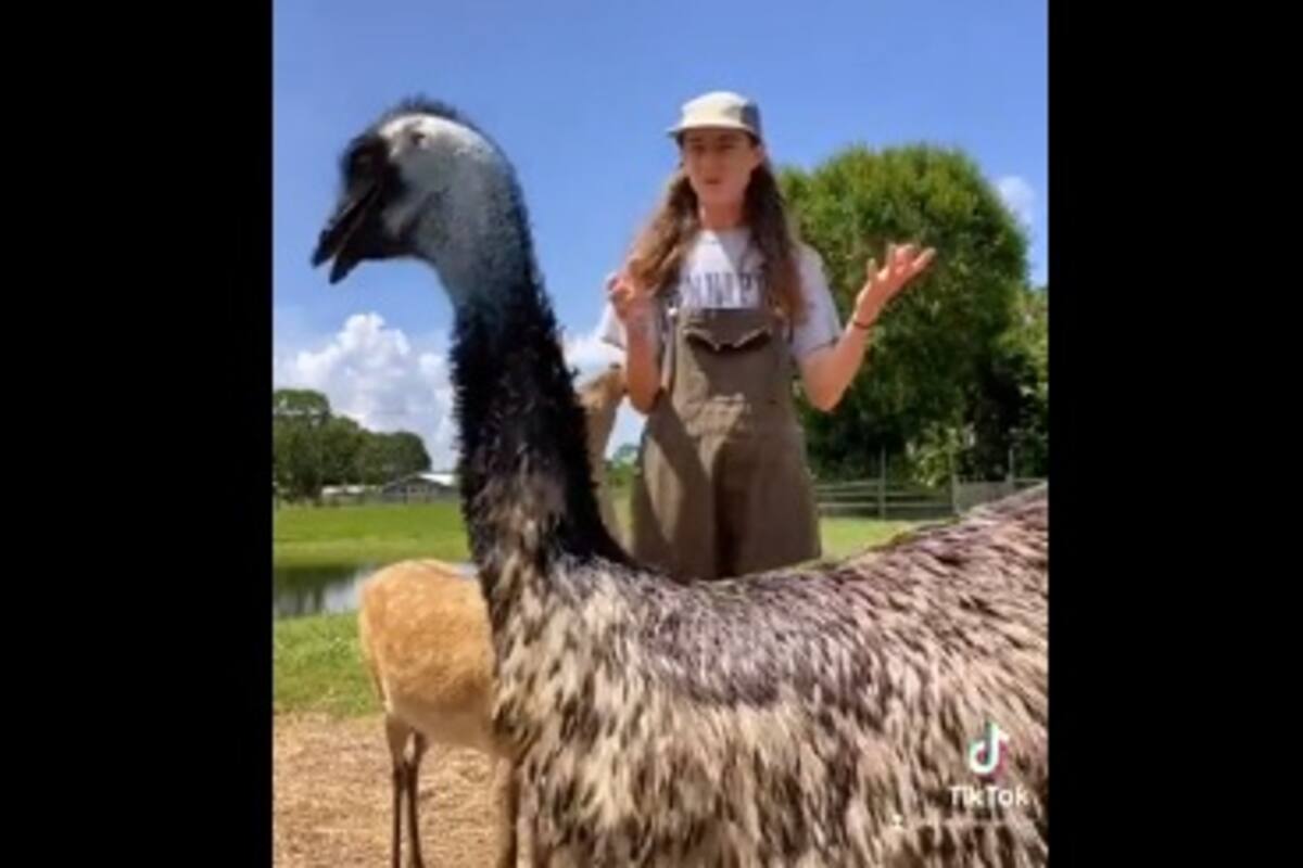 Emú interrumpe video de su cuidadora y se vuelve viral