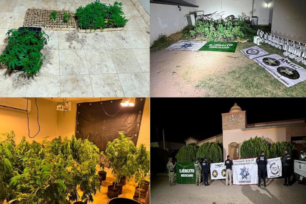 FGJES asegura invernadero con marihuana en Magdalena de Kino