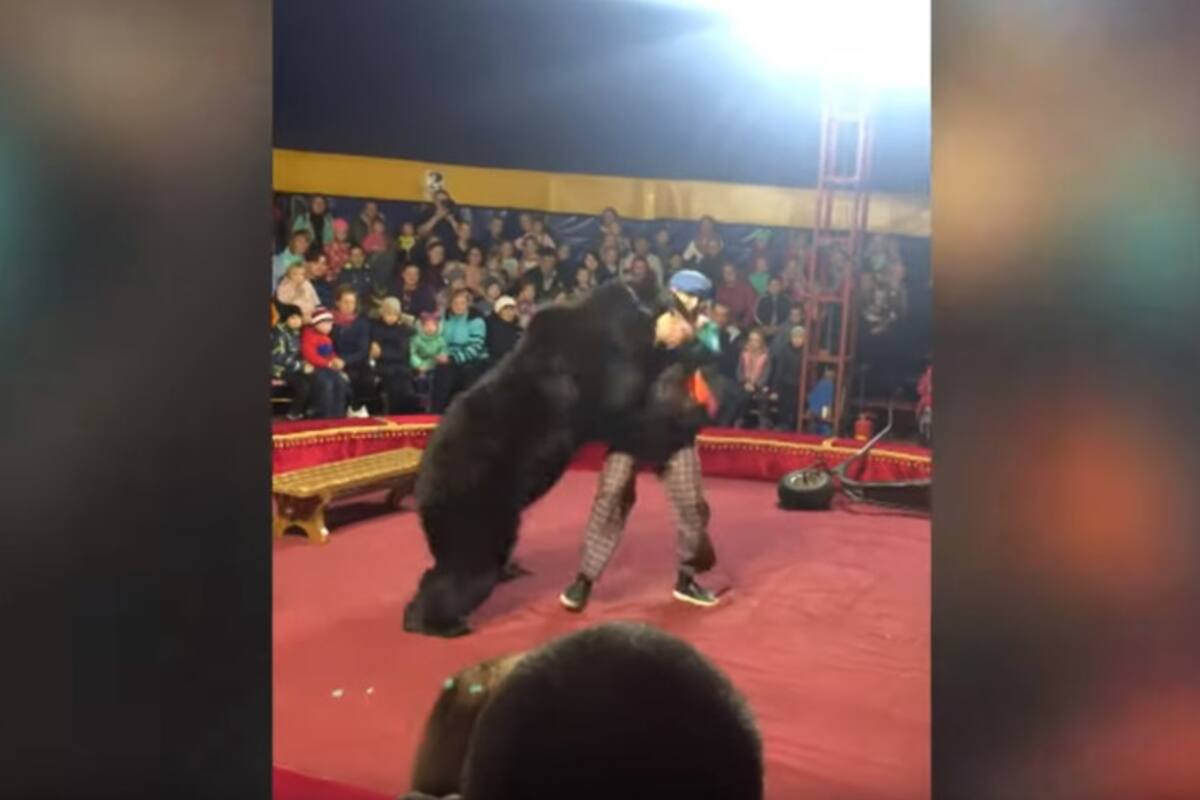Impactante momento cuando oso ataca a su domador en circo en Rusia