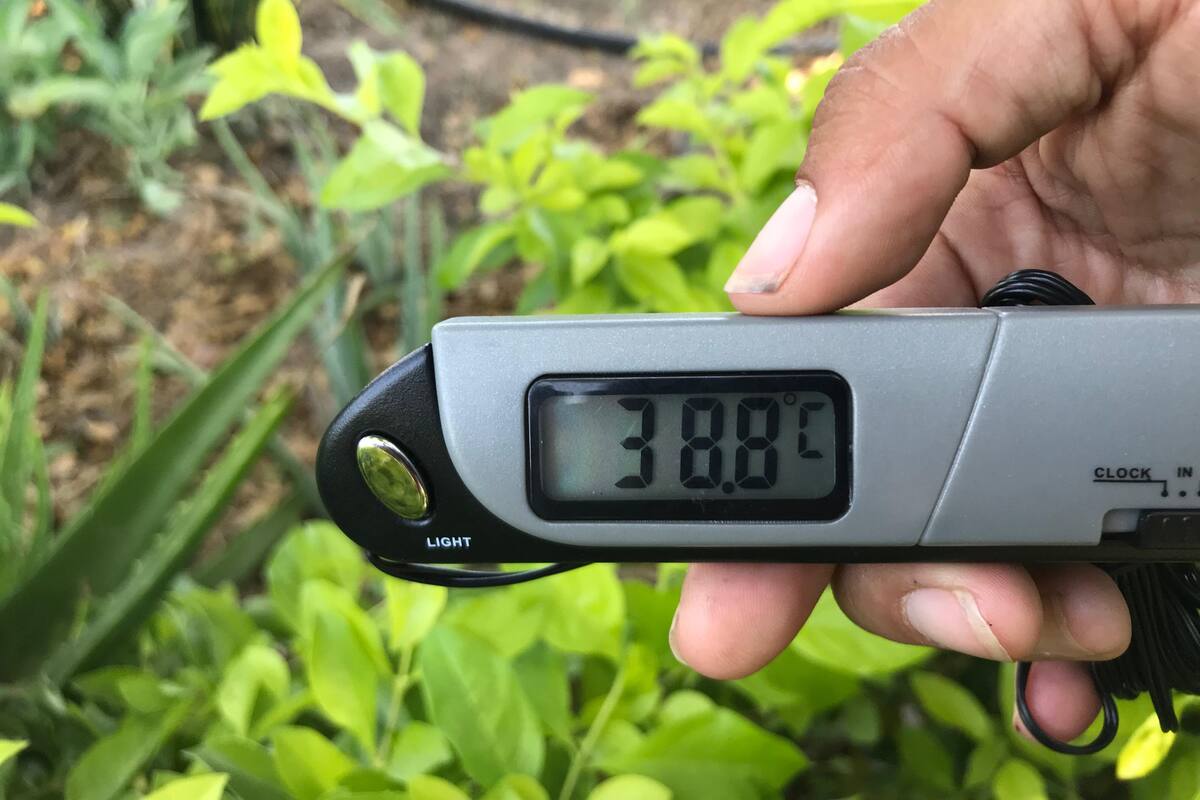 Hace 5°C menos calor en zona arbolada