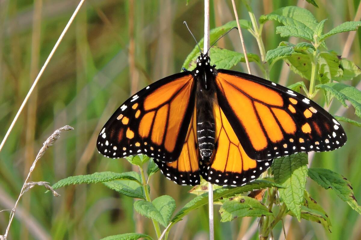 La mariposa monarca se une a la Lista Roja de especies en peligro de extinción, por la pérdida de hábitat, el cambio climático y los pesticidas
