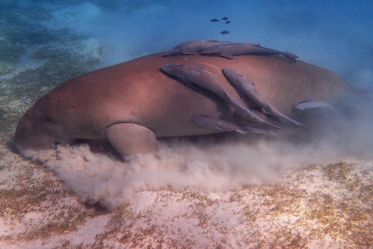 El dugongo, o "vaca marina", está extinto en China, dicen los científicos