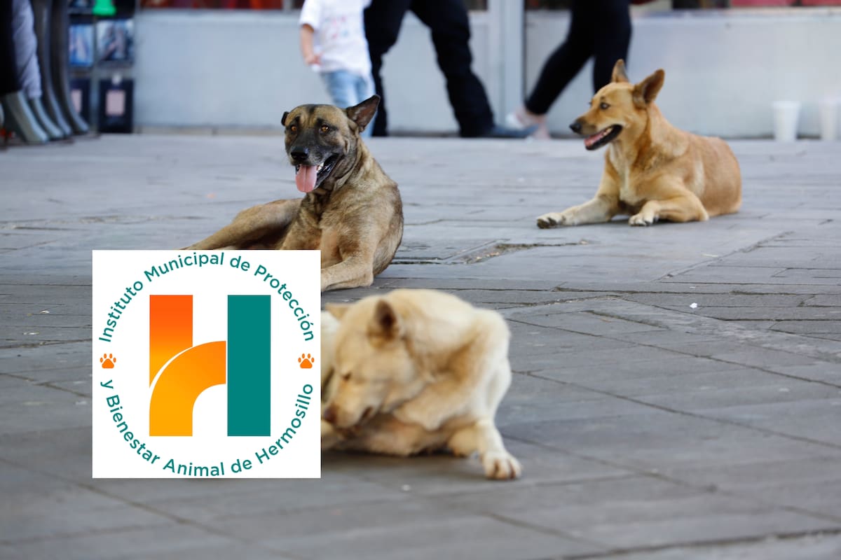 ¿Mascotas bajo el sol y sin cuidados? Así puedes reportar a los dueños irresponsables en Hermosillo