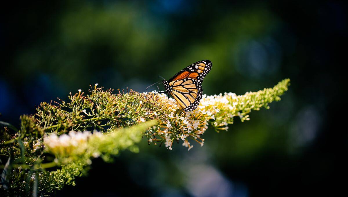 Mariposa monarca