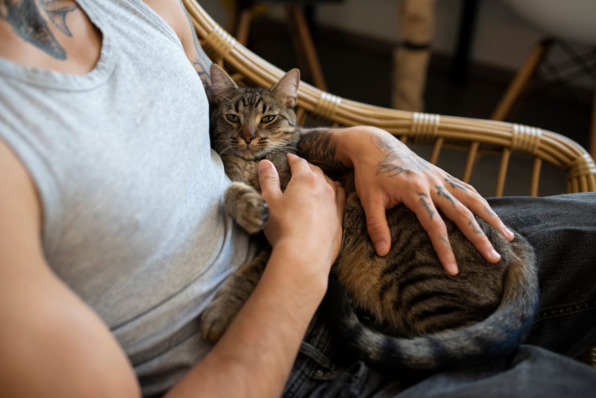 Cuando un gato escucha a su dueño realiza un giro rápido de sus orejas orientándolas directamente hacia la fuente del sonido. | Magnific