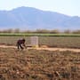 Cambios climáticos adelantan cosechas en Sonora; falta de frío afecta producción de uva y hortalizas