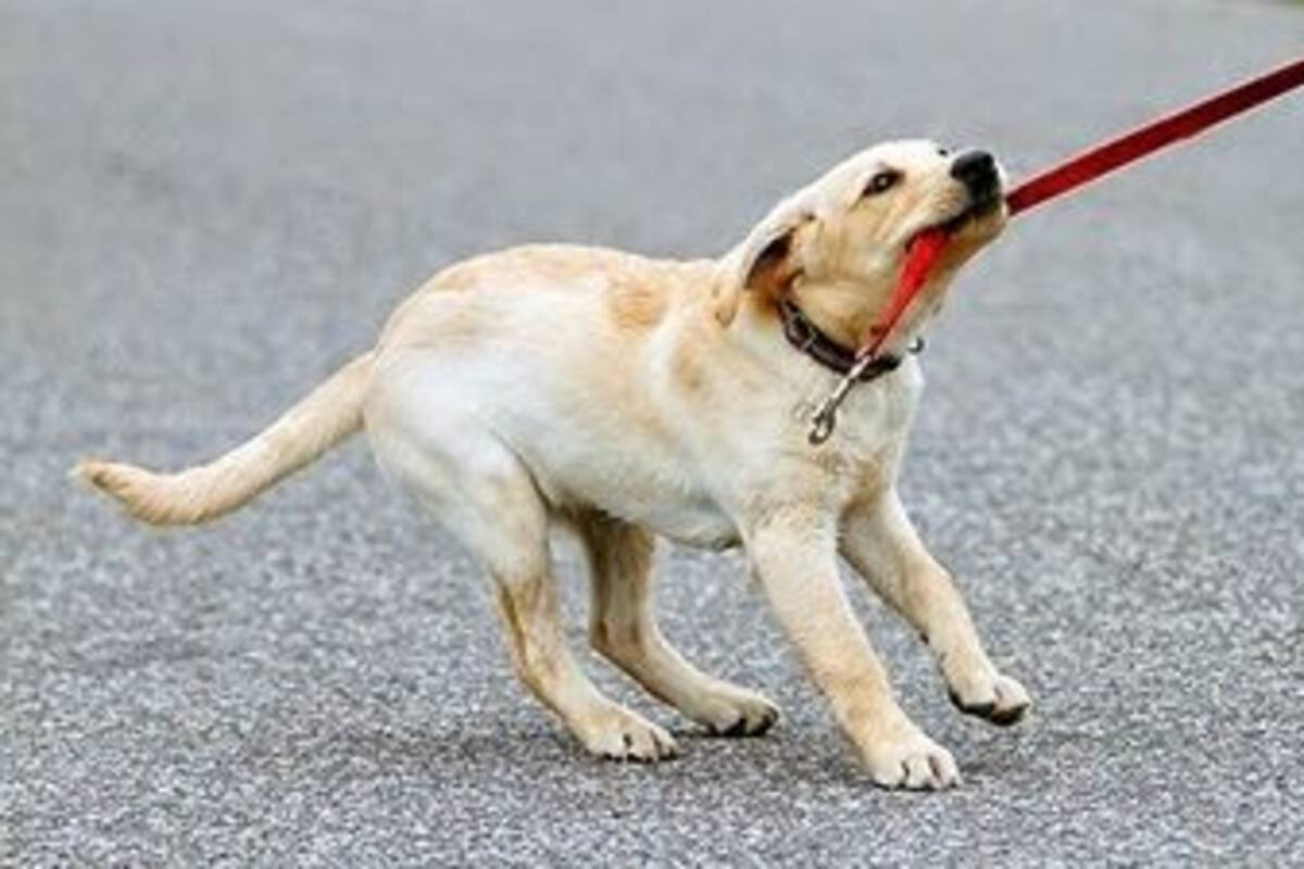 Cómo evito el mal comportamiento de mi perro