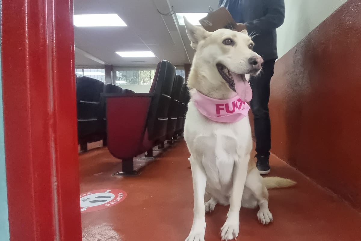 Protestan a Embajadores de Bienestar Animal en la PFLC