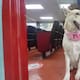 Protestan a Embajadores de Bienestar Animal en la PFLC