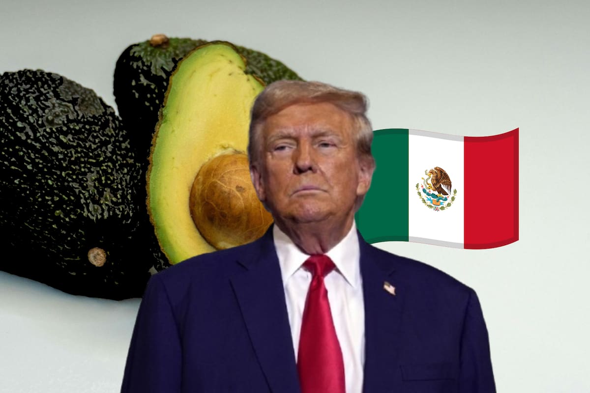 ¿Qué pasa con el aguacate mexicano en EEUU? Productores exigen regulación