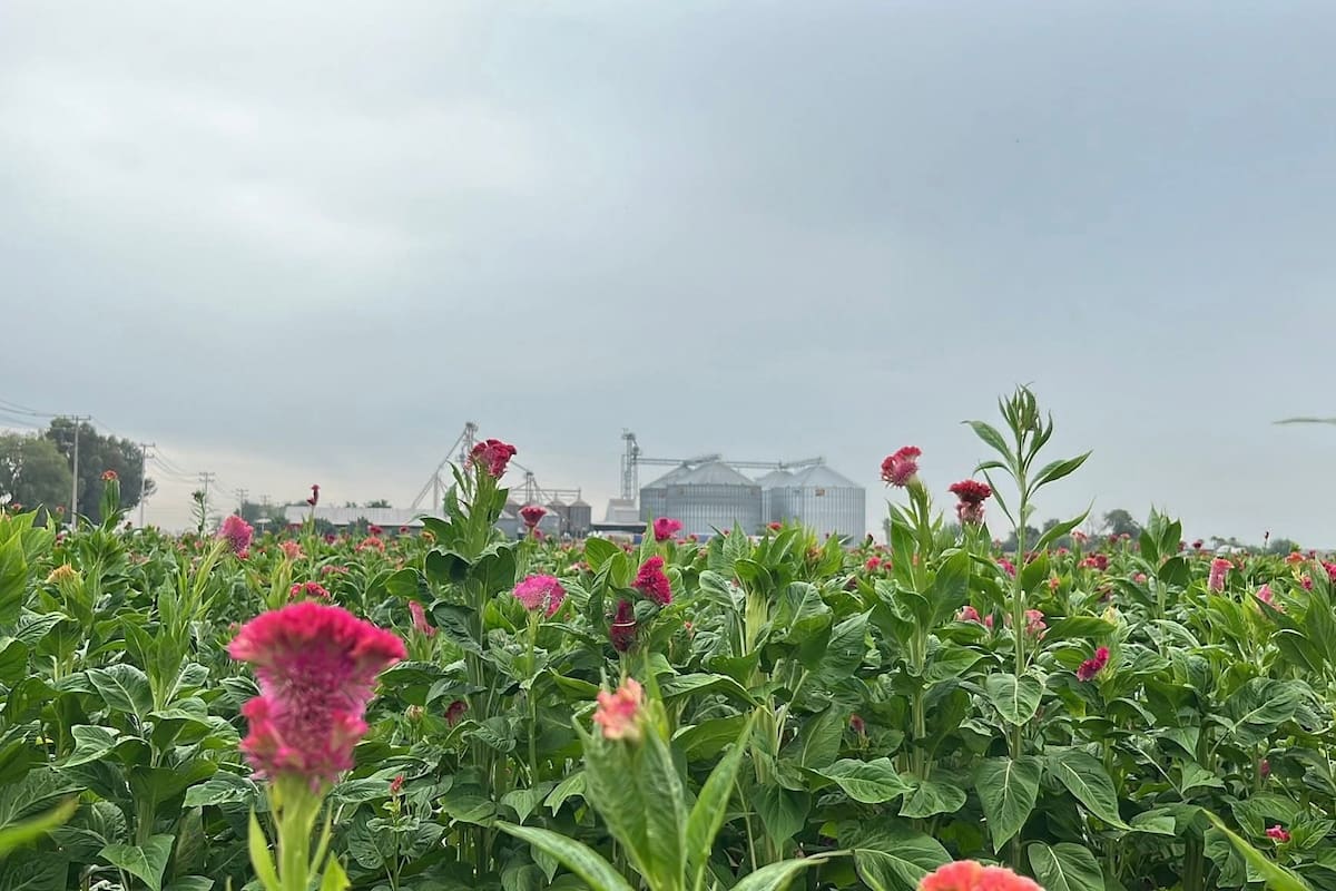 Florece cultivo de manopantera en el Valle del Yaqui