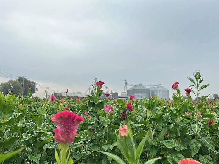 Florece cultivo de manopantera en el Valle del Yaqui