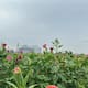 Florece cultivo de manopantera en el Valle del Yaqui