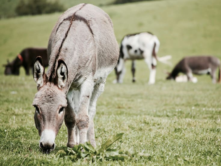 “El animal que llevó a Jesús”: ¿sabías que los burritos tienen una cruz en la espalda?