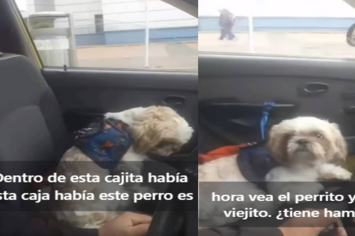 Perrito es abandonado en un taxi junto con lista de cuidados