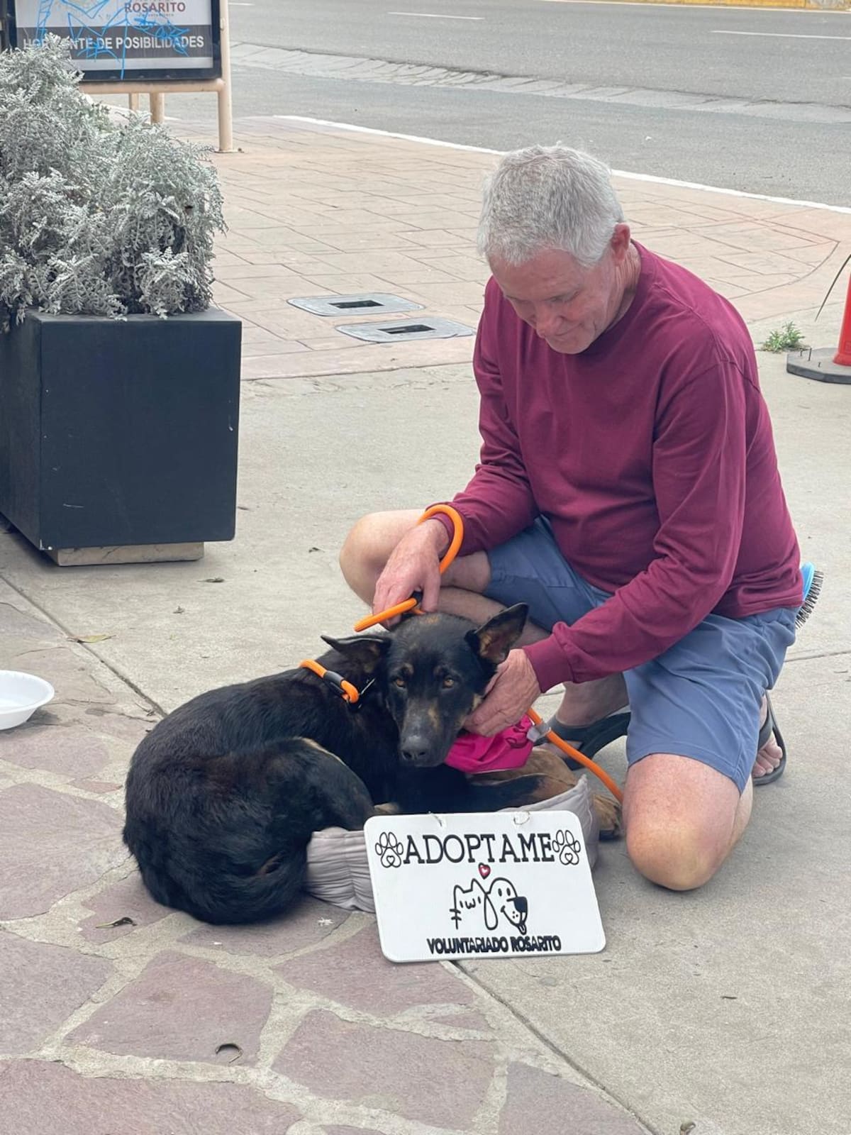Colectivos animalistas realizaron una feria de adopción en Rosarito para encontrar hogar a perros rescatados y fomentar la conciencia sobre el abandono y maltrato animal. Foto. Carmen Gutiérrez