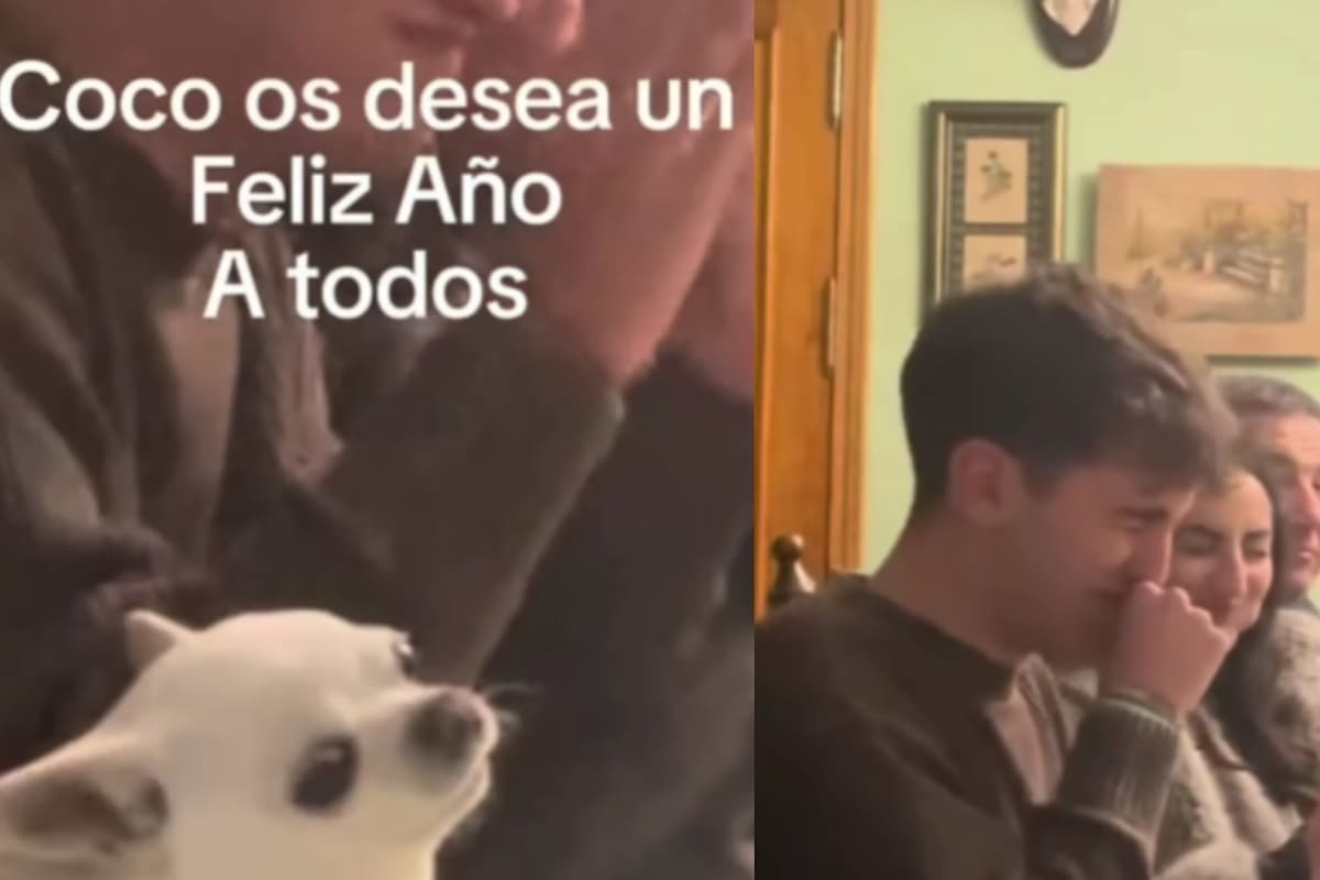 Chihuahua se vuelve viral por ladrar una vez por cada campanada para recibir el Año Nuevo con su familia