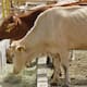 Abrir Nogales acortaría traslado de ganado a exportar a EEUU