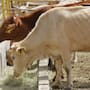 La reapertura de Nogales a la exportación de ganado hacia Estados Unidos permitiría a productores del noroeste de Sonora cruzar sus animales sin trasladarlos hasta Agua Prieta