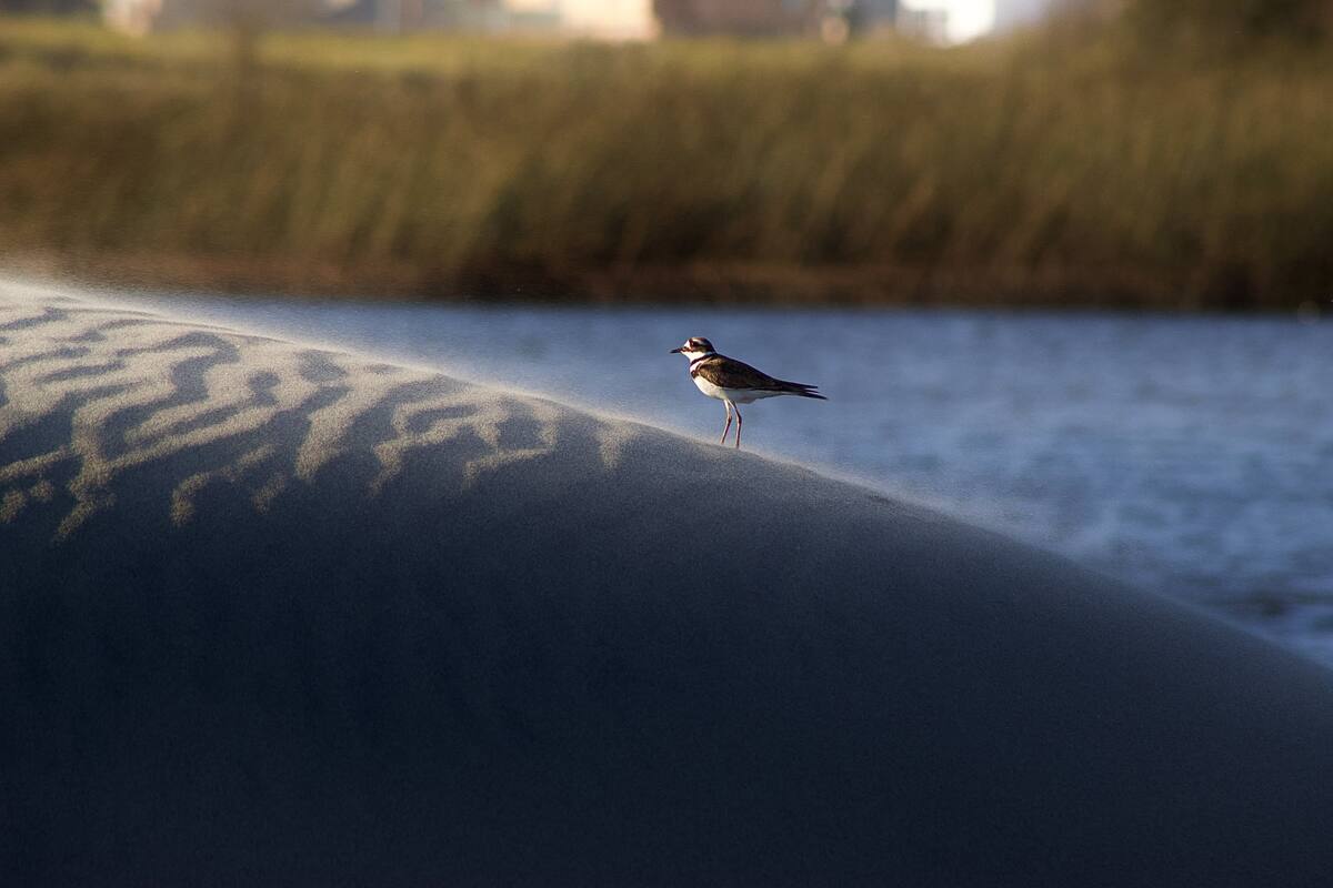 Ciudadanos identifican amenazas a La Lagunita