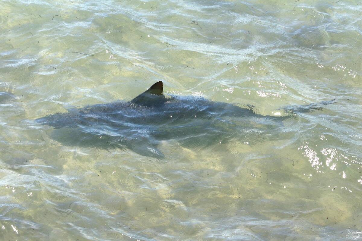 Florida: Joven surfista es atacado por un tiburón de casi dos metros