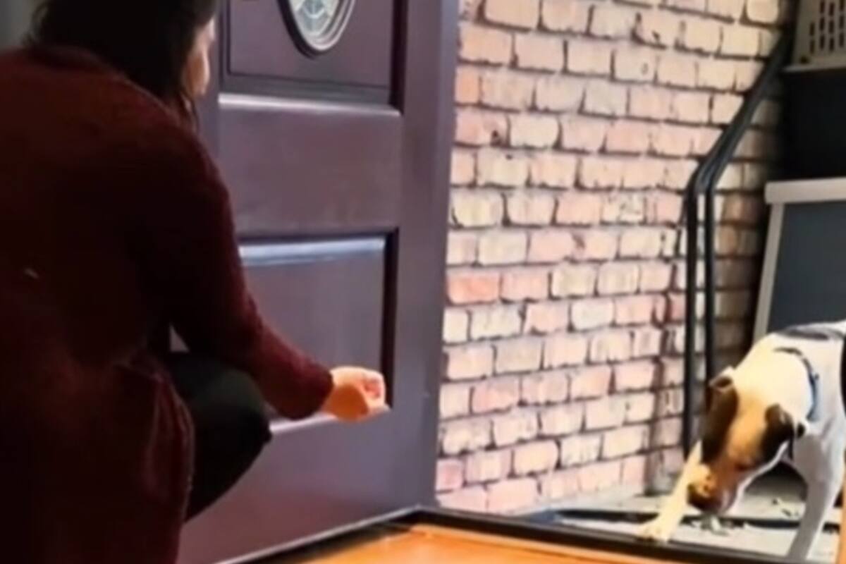 Reacción de perro callejero que entra por primera vez a su nuevo hogar se hace viral