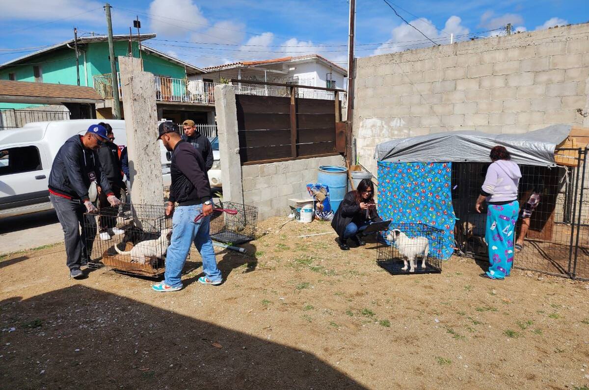 El operativo se realizó en un albergue de caninos en un domicilio de la calle Santa Rosa de la colonia Crosthwaite.