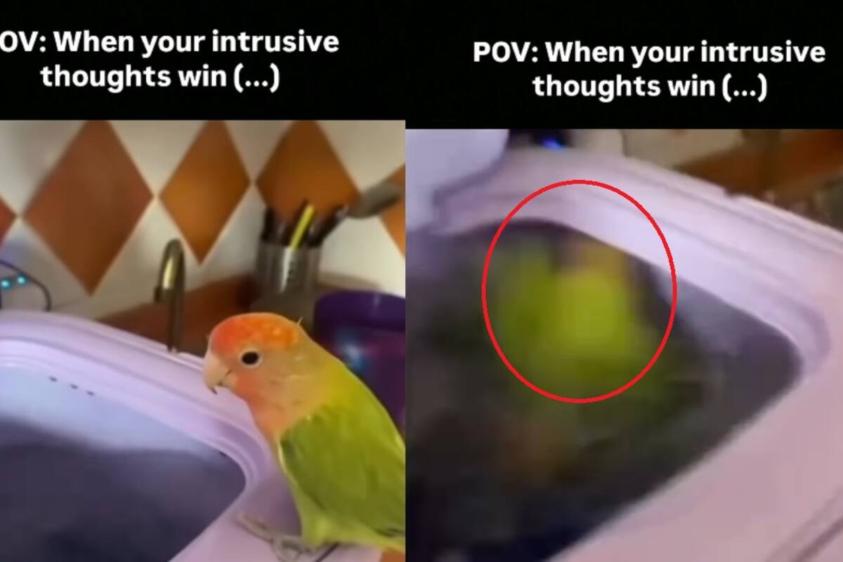 Periquito se lanza a una lavadora en movimiento: así terminó