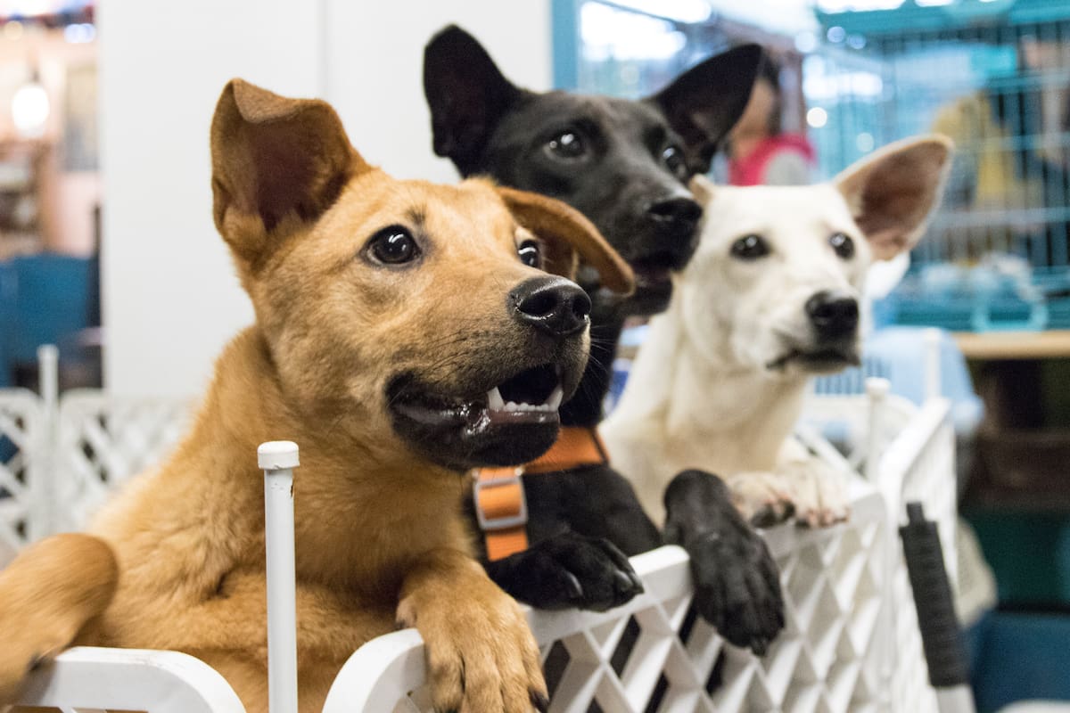 Patitas Unidas y otras fundaciones realizan feria de adopción en Hermosillo para animales rescatados