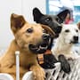 Patitas Unidas y otras fundaciones realizan feria de adopción en Hermosillo para animales rescatados
