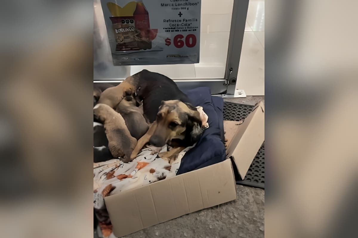 Video de perrita que da a luz afuera de un Oxxo conmueve a las redes sociales: la comunidad se une para apoyarla llevándole croquetas y agua
