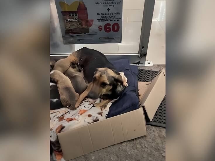 Video de perrita que da a luz afuera de un Oxxo conmueve a las redes sociales: la comunidad se une para apoyarla llevándole croquetas y agua