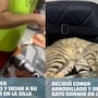 Hombre decide comer arrodillado para no quitar a su gato de la silla donde dormía plácidamente