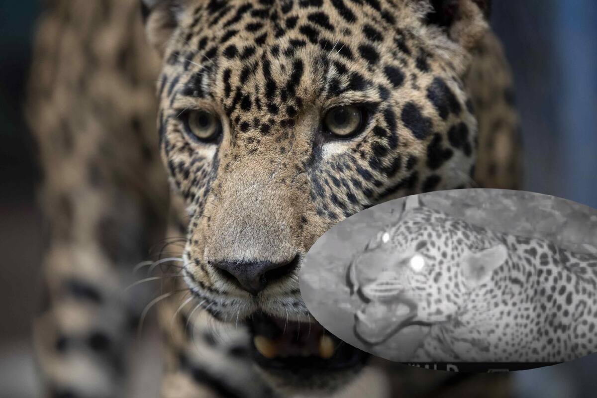 VIDEO: Confirman en Arizona presencia de octavo jaguar registrado en EU en 30 años