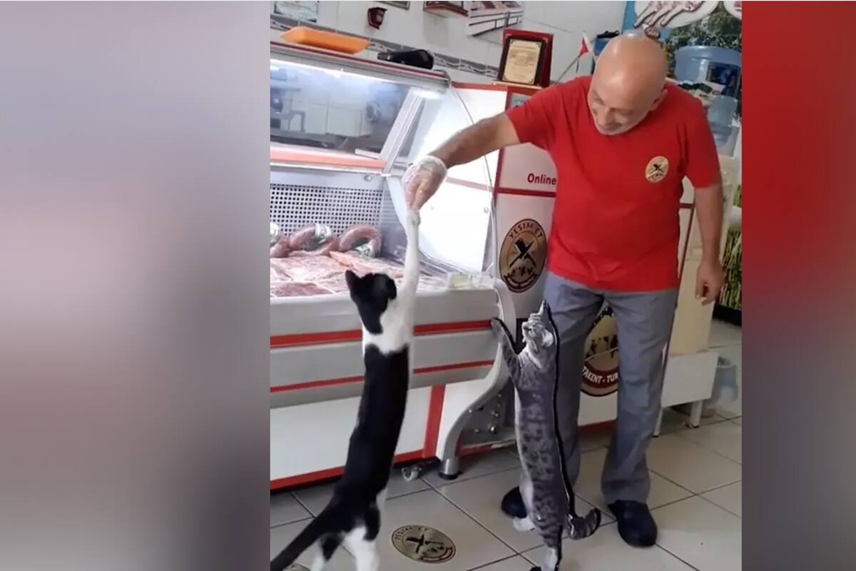 VIDEO: Gatos y perros hacen fila en carnicería