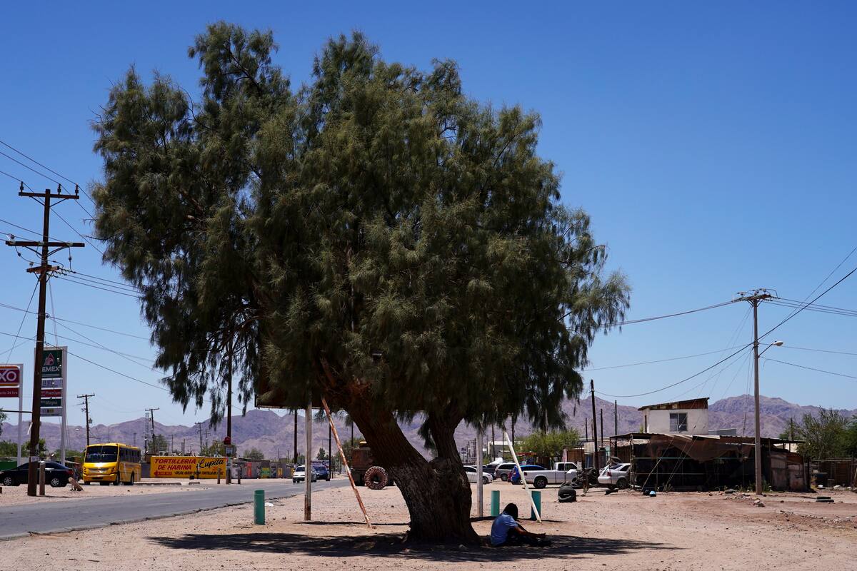 Reintegran programa de forestación en Mexicali