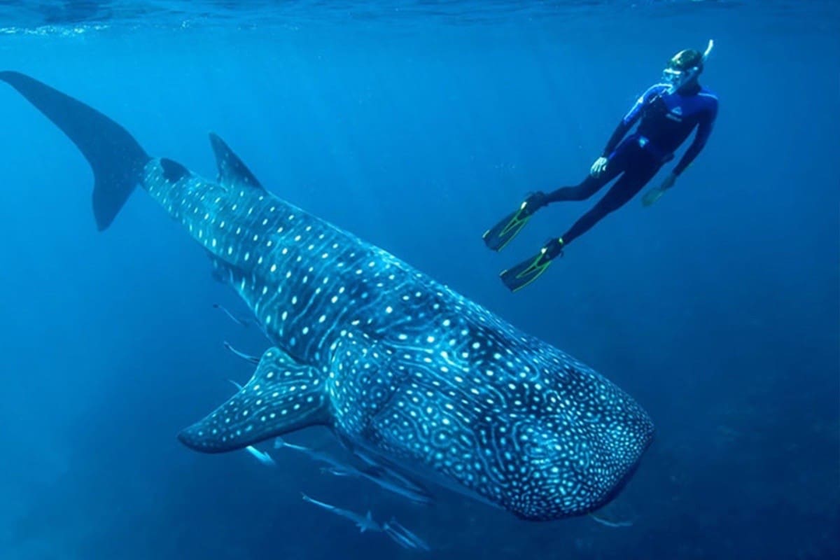 Inicia temporada de nado y avistamiento de tiburón ballena en Bahía de los Ángeles