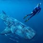 Inicia temporada de nado y avistamiento de tiburón ballena en Bahía de los Ángeles