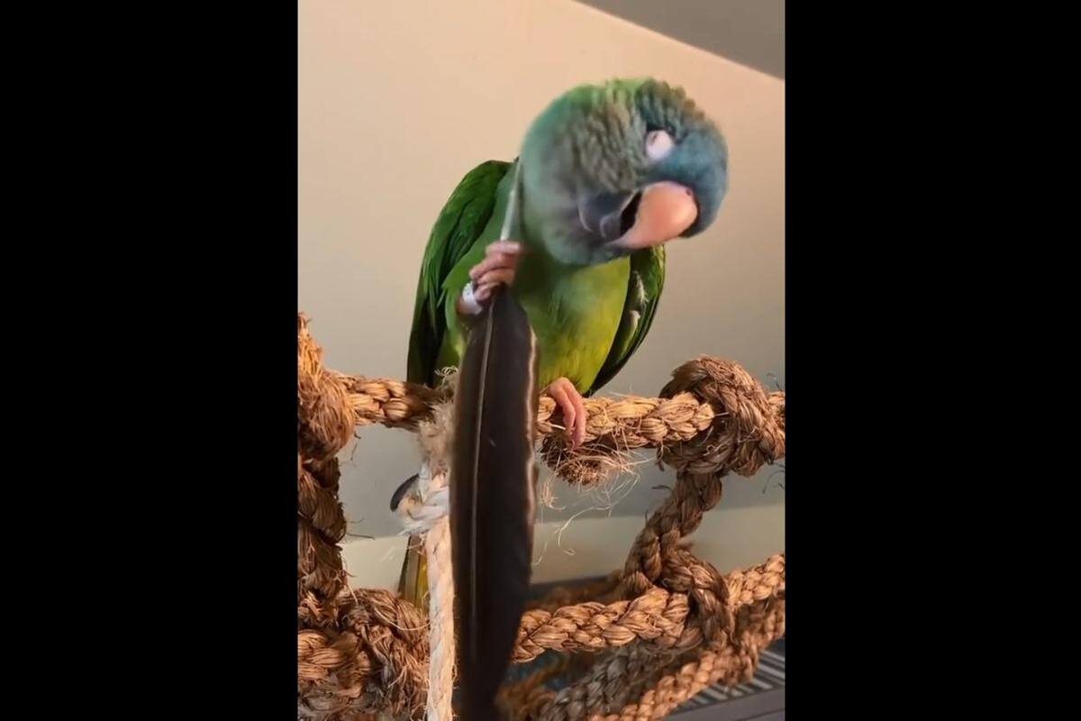 VIRAL TIKTOK: Loro se rasca la cabeza con una pluma