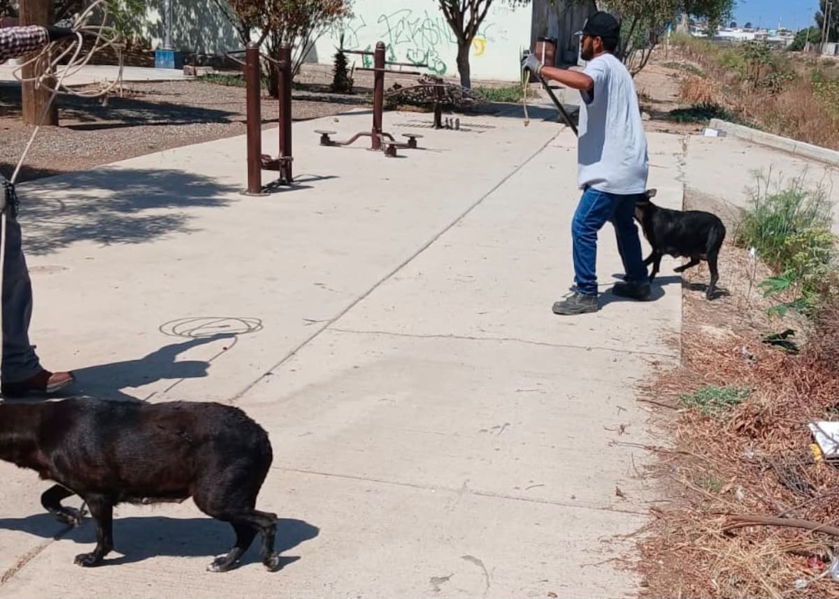 Elementos de la Policía Ecológica aseguraron a 12 perros que se encontraban en la vía pública en Valle Dorado; fueron trasladados al Cacyfe para su atención.
Fotos: Cortesía.