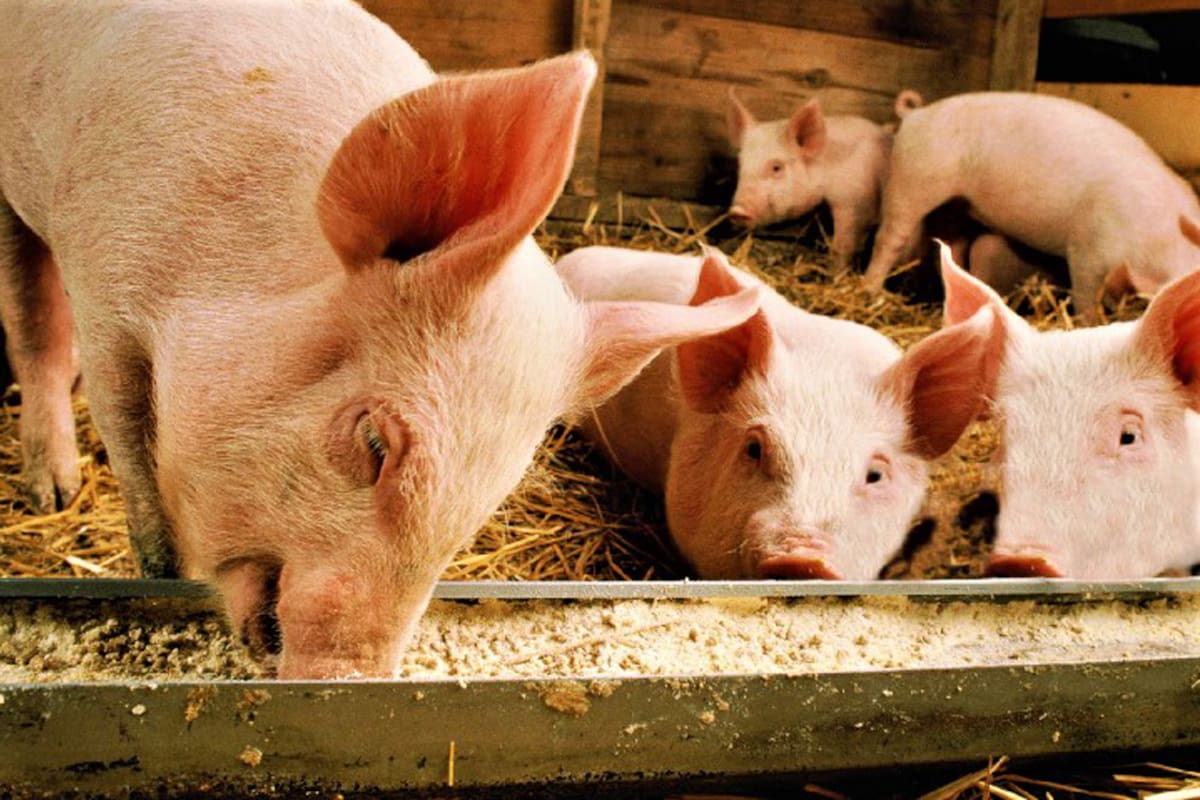 Buscan prevenir el ingreso de la peste porcina africana a BC