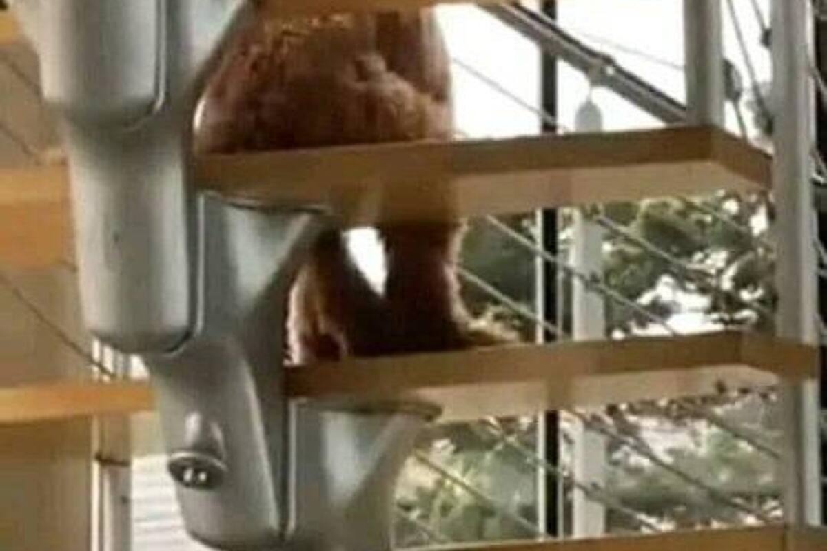 VIDEO: Joven graba escalofriante momento de perro sentado como humano en escaleras