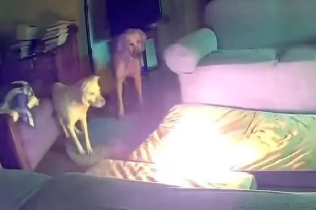 VIDEO: Perro muerde batería de litio y causa terrible incendio en casa
